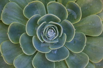Succulent