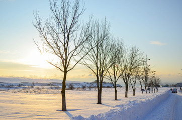 Fototapeta na wymiar Wonderful winter trees in city on the background of sunrise