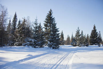 Trails in the forest. Winter landscape.