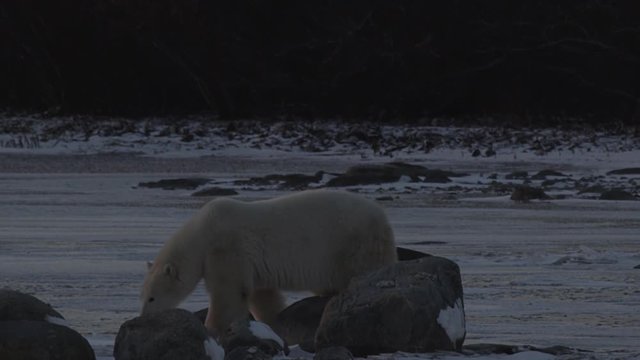 Polar bear sniffs around boulders and walks onto frozen pond in darkening night