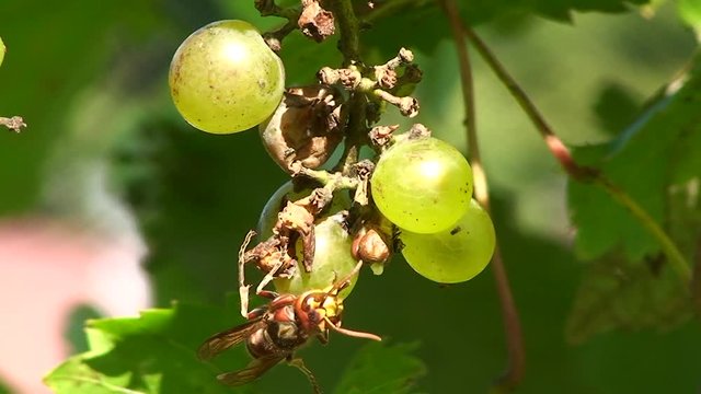 Die Hornisse auf der Weinbeere l&auml;&szlig;t sich von der Fliege nicht st&ouml;ren (Makroaufnahme)