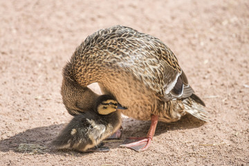 Ente mit Küken