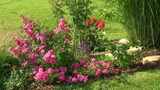 Hellrote und viele kleine rosa Rosen umgeben von Gr&auml;sern bewegen sich im Wind (Totale)