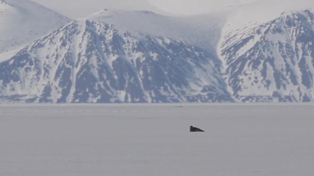Distant seal lies on ice as heat waves obscure snowy mountains