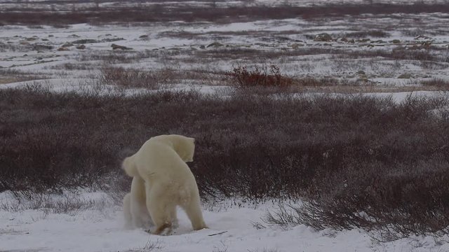 Slow motion - polar bears launch at each other to battle fiercely