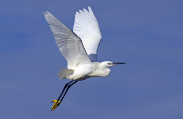 Fototapeta na wymiar Little Egret in Flight on Blue Sky