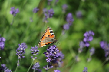 Aglais urticae Butterfly on lavender flower in summer in Sweden