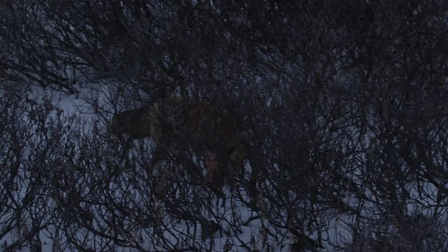 Red fox at dusk hunting through snowy willows on tundra
