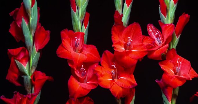 Red Gladiola Flowers Blooming. Panning footage.