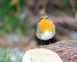 Robin (Erithacus rubecula)