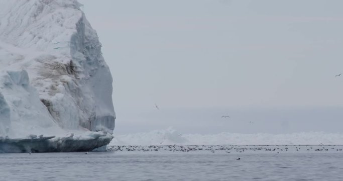 Flocks of sea birds swim and flap next to immense iceberg
