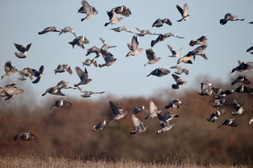Wood pigeon, Columba palumbus