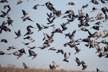 Wood pigeon, Columba palumbus