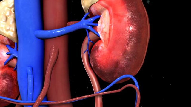 Human Kidneys