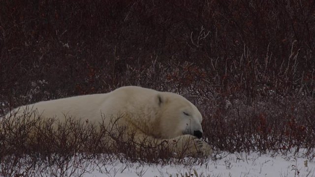 Close on polar bear lying in willows licking its paws in snow