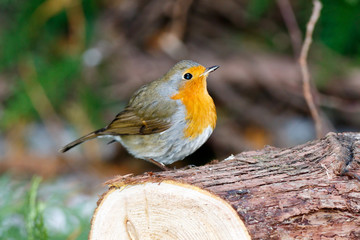 Robin (Erithacus rubecula)