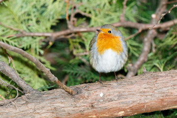 Robin (Erithacus rubecula)