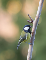 Great tit (Parus major).