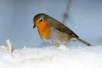 Robin (Erithacus rubecula)