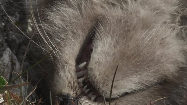Dead fox kit teeth and whiskers in breeze