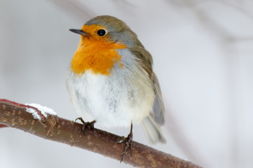 Robin (Erithacus rubecula)