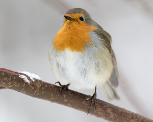 Robin (Erithacus rubecula)