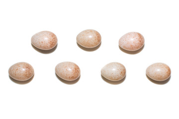 Erithacus rubecula. The eggs of the Robin in front of white back