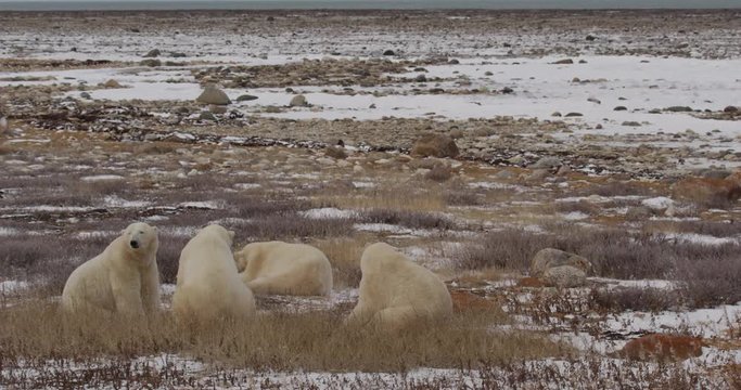 Group of four polar bears rest in windy willows on snowy coast