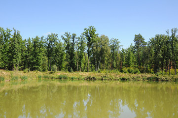 Fototapeta na wymiar A view of the swampy forest lake
