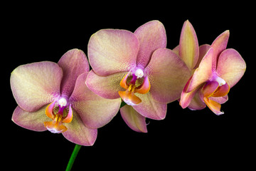 Obraz premium Multicolor orchid flower