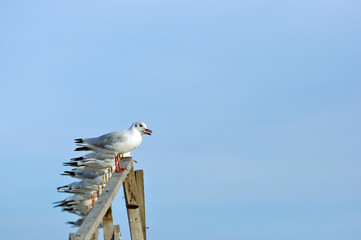 Sitting seagull against the sky