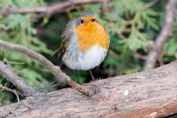 Robin (Erithacus rubecula)