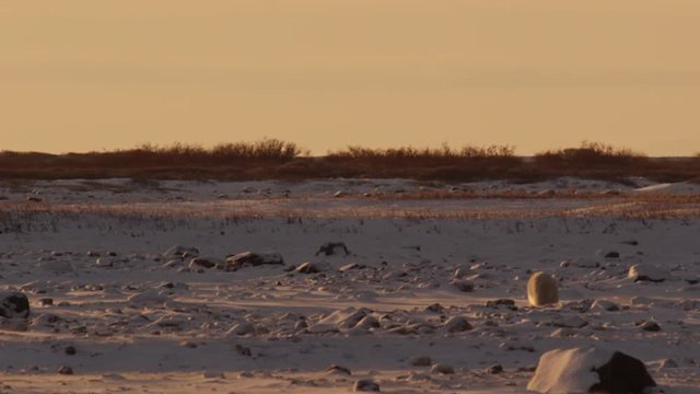 Slow motion - polar bear walks across snowy tundra in golden light