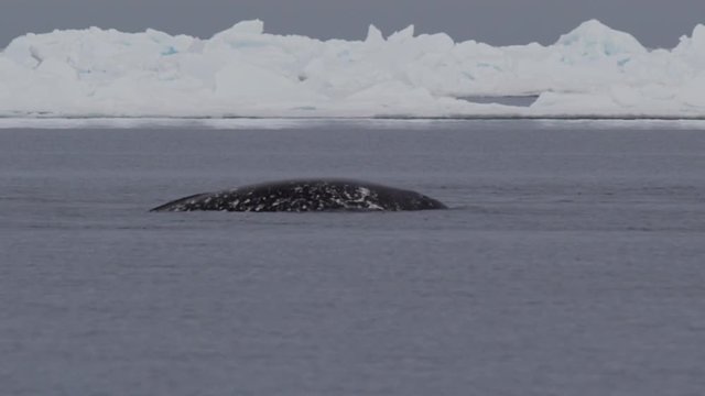 Slow motion - narwhals blowing bubbles and swimming near icebergs