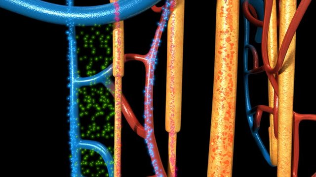 Nephron Functioning