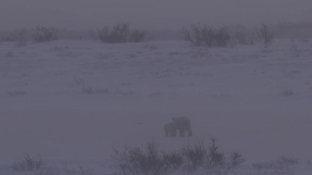 Polar bear and cub walk through willows in fierce dusk blizzard