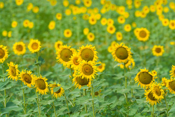 Sunflowers on the field