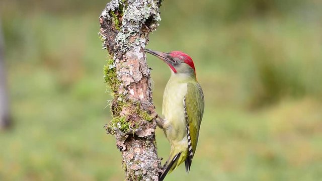 European green woodpecker perched on a branch.