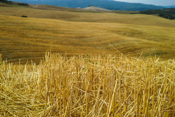 Harvested fields and blue sky