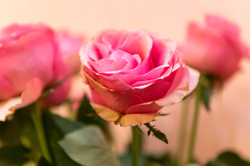 Roses. Wedding flowers. 