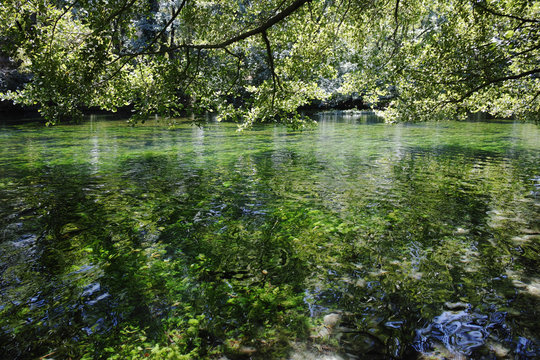 Emerald green flowing river water with seaweed,  river Sourge, France Provence