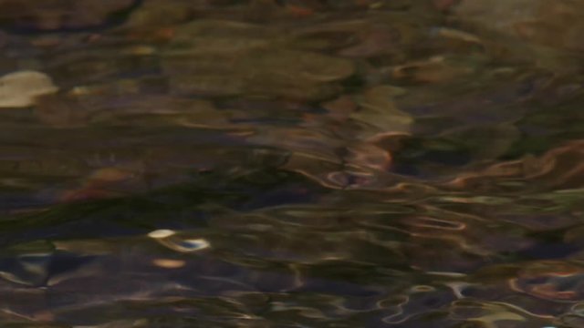 Close Up Of Yellowstone Cutthroat Trout In Shallow Creek