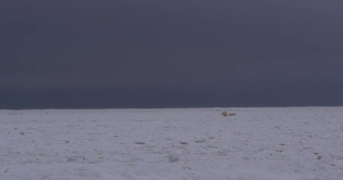Wide of polar bear family walking across barren sea ice