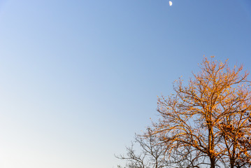 Tree against a blue sky with the moon rising