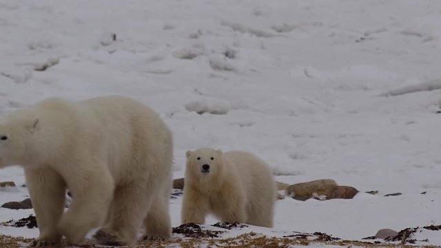 Mother polar bear leads cubs from snowy rocky field close