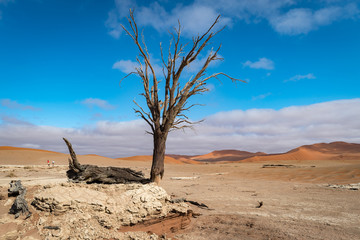 Sand dunes and dead trees in the dawn light show the impact of draught, Sossusvlei, Namibia