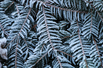 Covered with snow and hoarfrost branch ate early in the morning in the winter garden.
