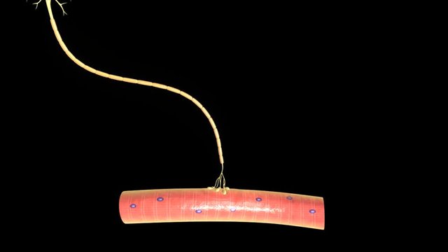Motor Neuron 