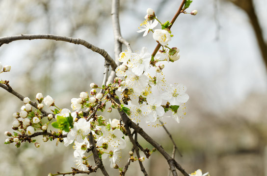 plum blossom with a bee taking on nectar from a flower on a background of branches