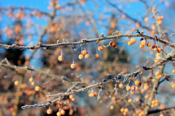 Toringo crabapple fruits in winter
